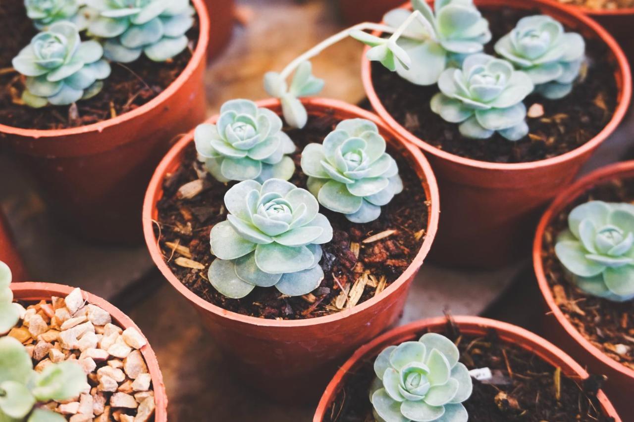 إياليسوس Goji Vegan Hotel المظهر الخارجي الصورة